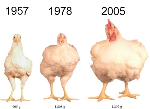 passagier Reden Aanzienlijk Grote kippen even ongevaarlijk als grote wortels' - Foodlog