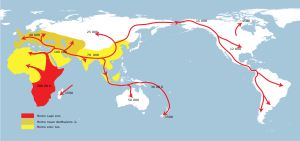 Successive dispersals of   Homo ergaster/Homo erectus <br />
(yellow),   Homo neanderthalensis (ochre) and   Homo sapiens (red).