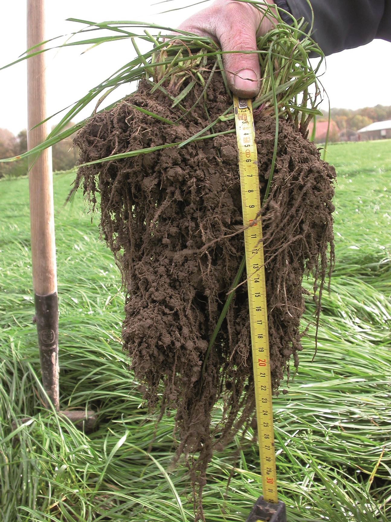 Biomassa (wortels) van gras voor opbouw organische stof in de bodem