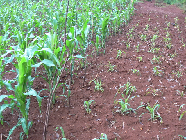 maïs gezaaid onder geïntegreerd bodemvruchtbaarheid en tegelijk gezaaid onbemeste mais