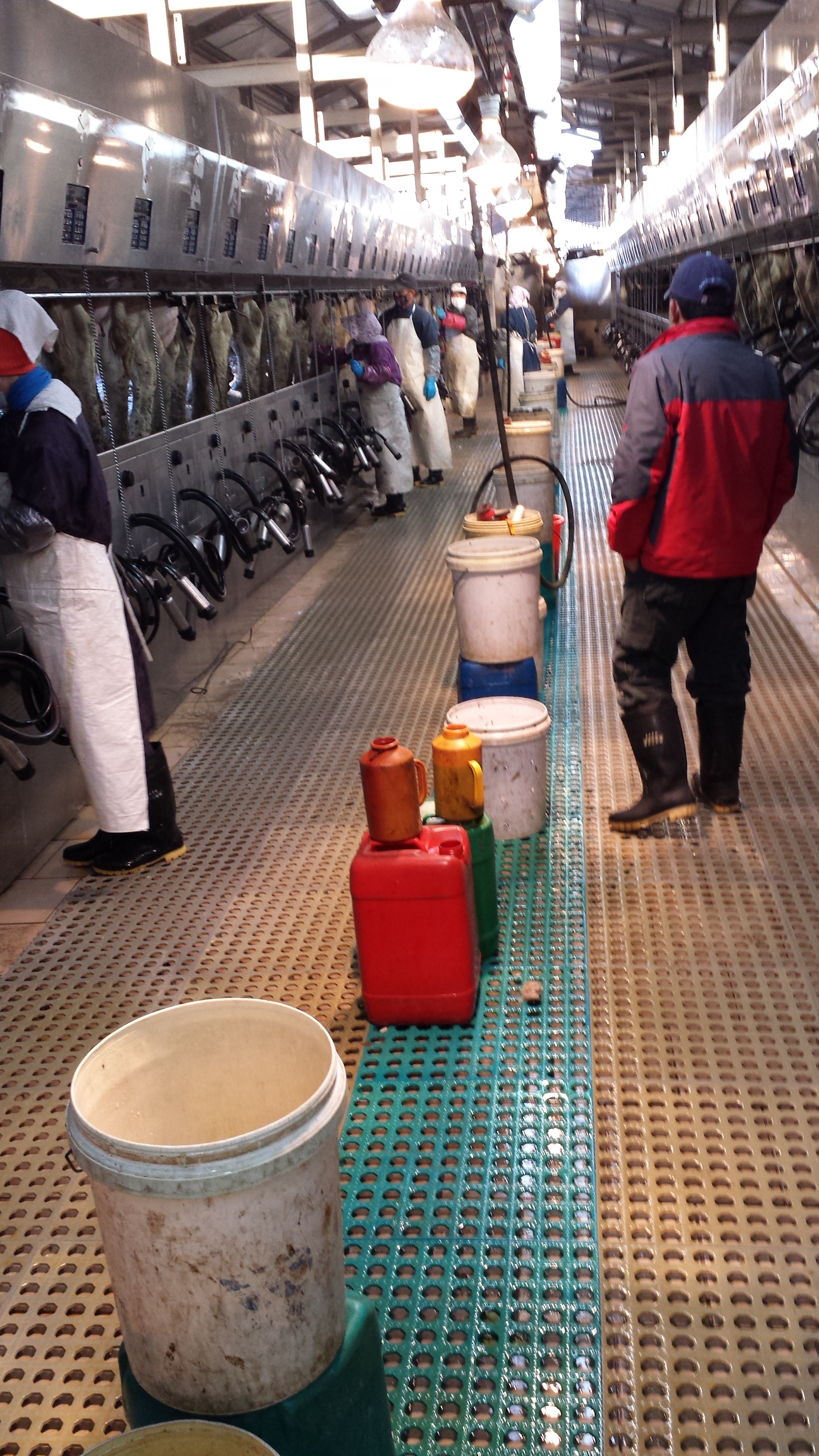 personeel China melksector