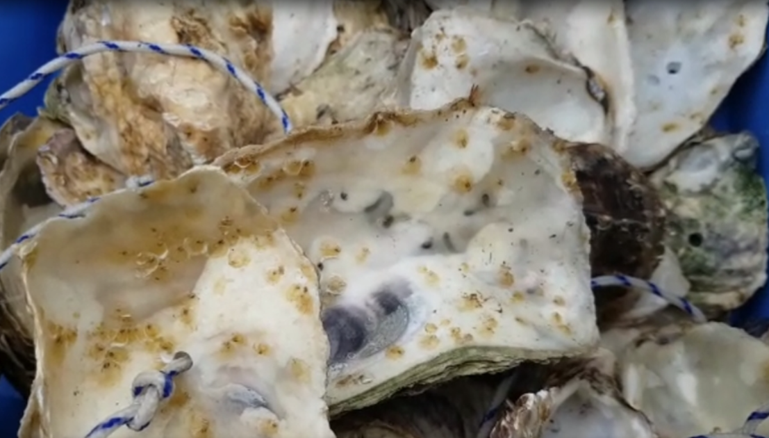 baby-oesters op oesterschelp