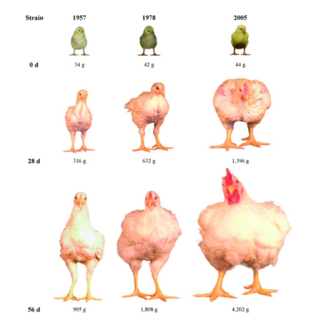 Broiler Chicken Weight over Lifespan