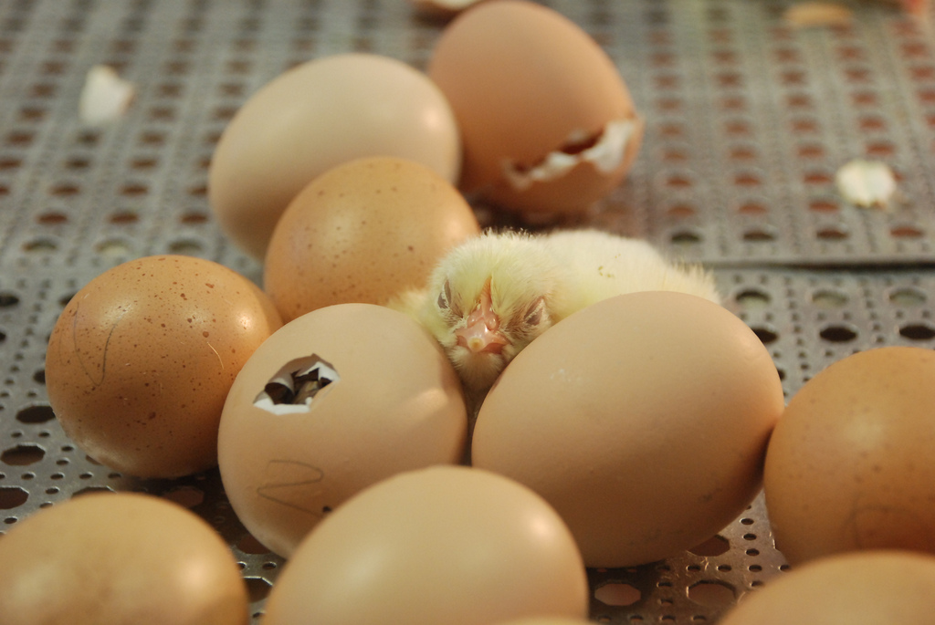 eendagskuikens eieren haantjes