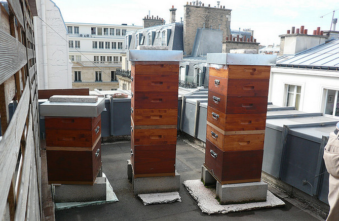 honing oogst Parijs 2008
