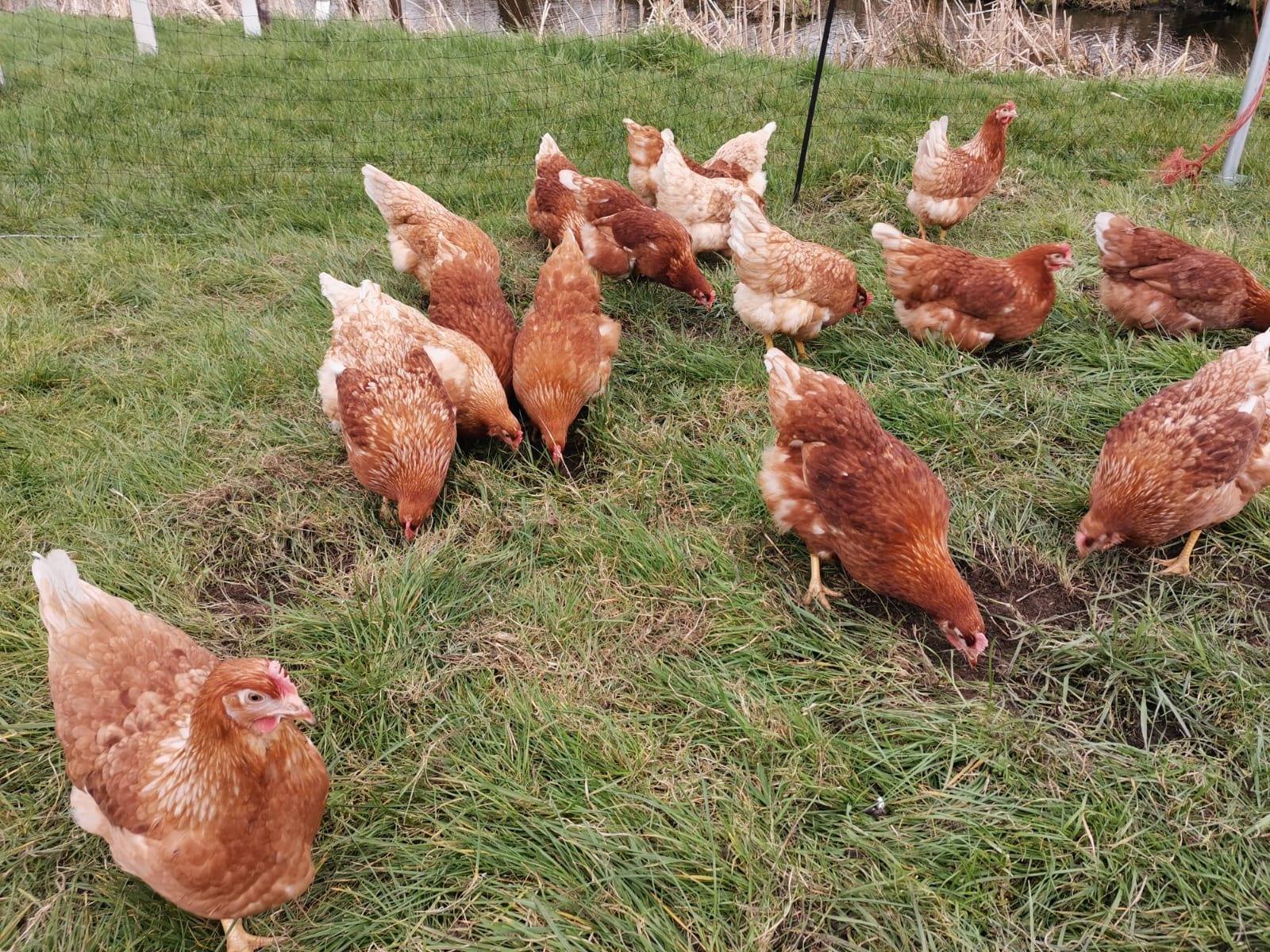 Mobiele kippenstallen brengen ouderwetse risico's terug'