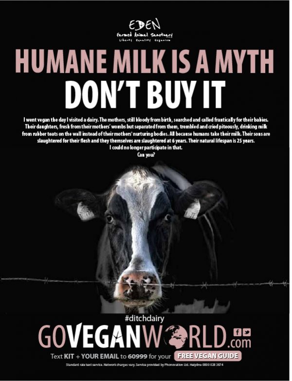 milk is not humane go vegan world