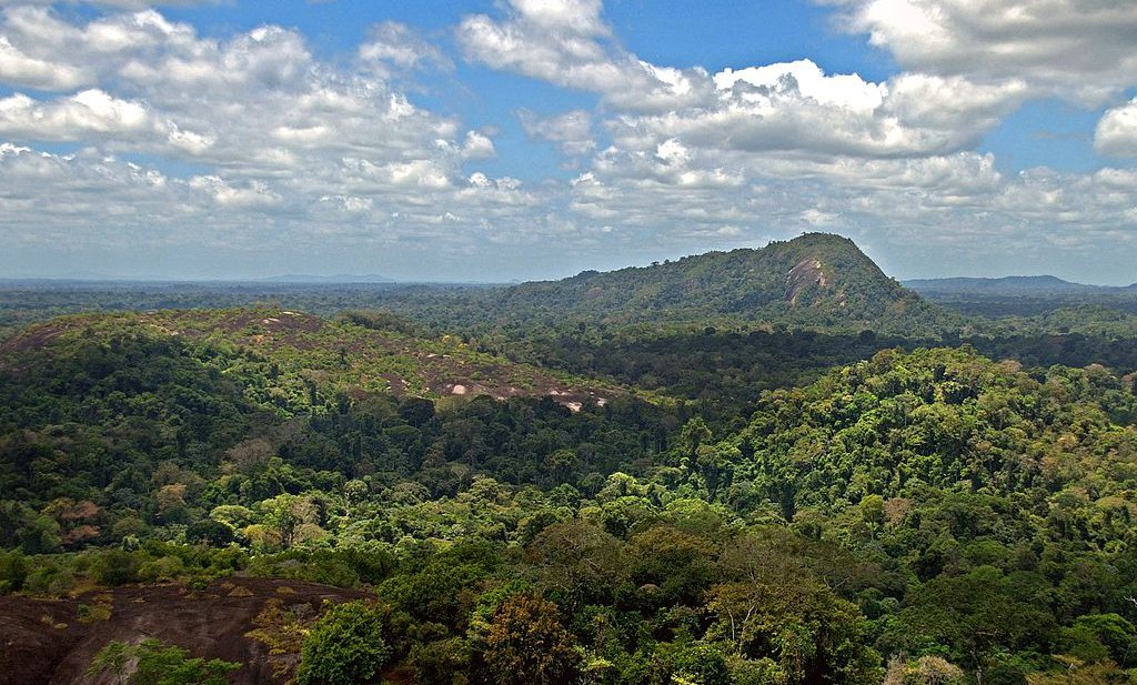 Tropisch bos slaat minder koolstof op bij hitte