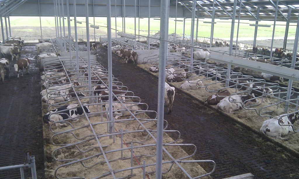 Oekraïne-oorlog kans voor biologische melkveehouders