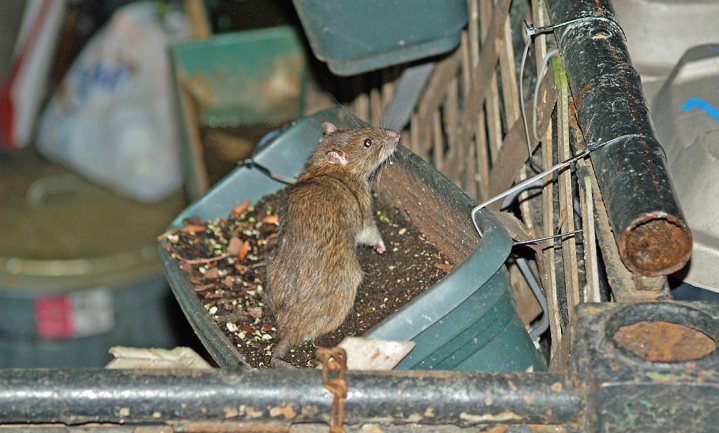 Pandemie leerde New Yorkse ratten bovengronds te eten