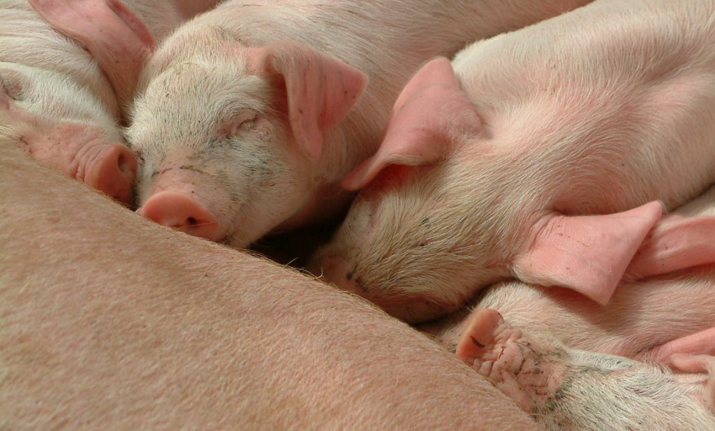 Nieuw Gemengd Bedrijf krijgt milieuvergunning varkens