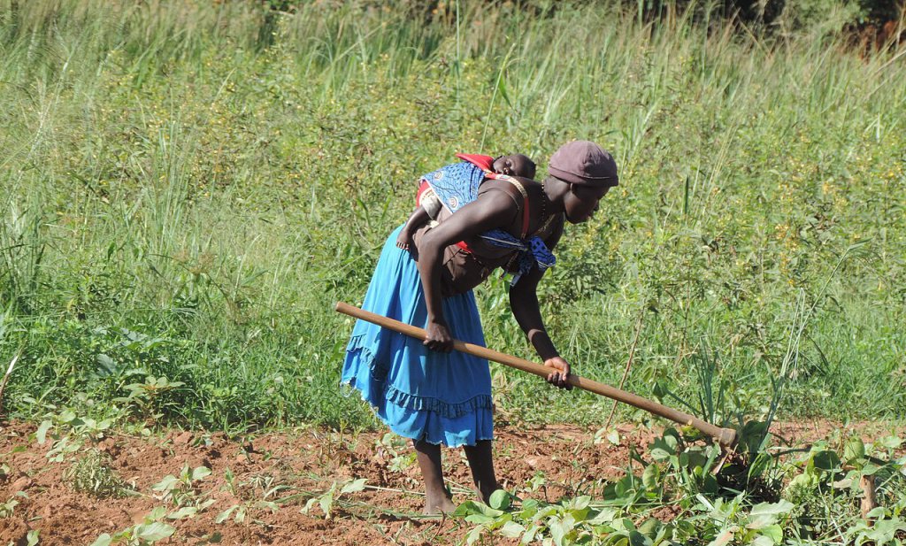 ‘Wieden onkruid kost Afrika 1,5 keer zoveel als de totale economie produceert’