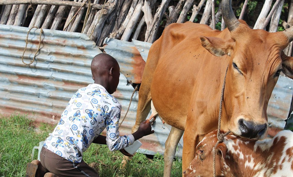Met plantenvet versneden magere melkpoeder verpest de markt voor Afrikaanse melkveehouder