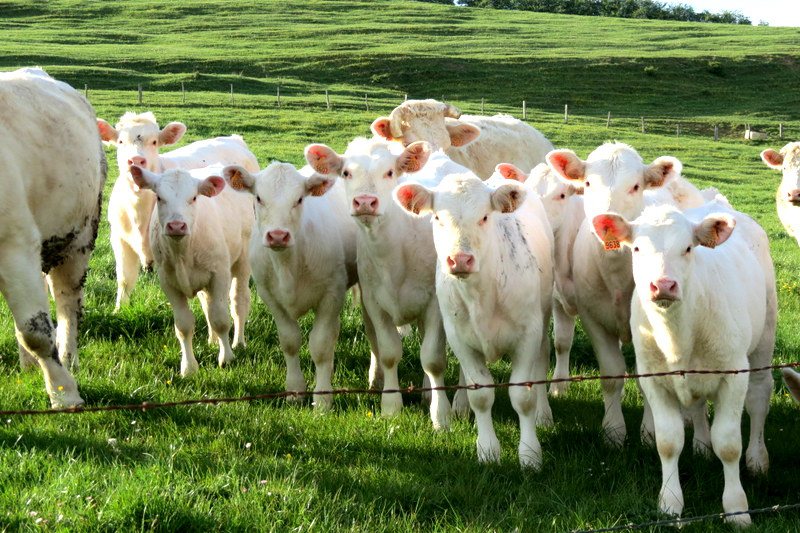 11,7% meer Franse veehouders failliet