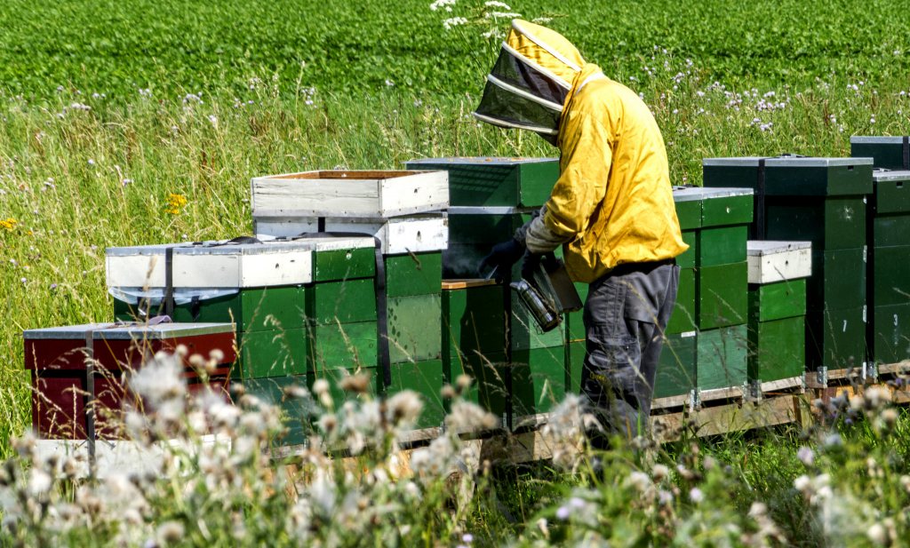Bijensterfte laag in Nederland, hoog in België