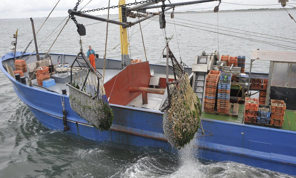 Japanse slak bedreigt Japanse oester in Zeeuwse wateren