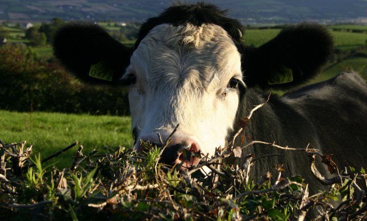 Iers rundvlees naar de VS, biefstuk in Europa wordt duurder