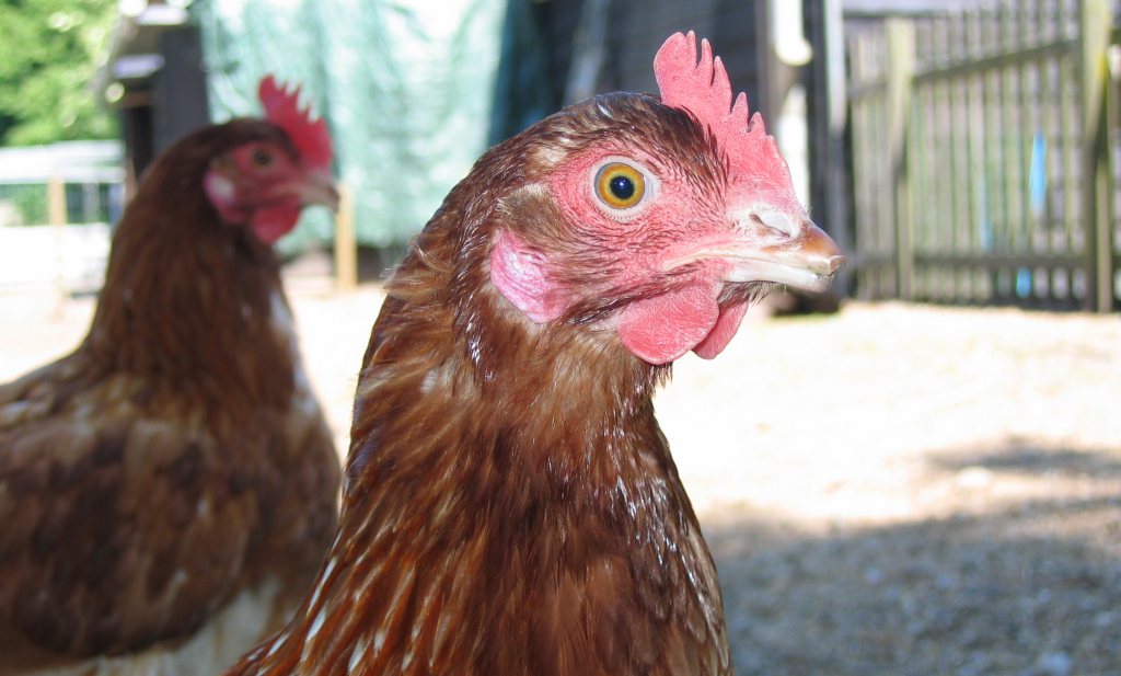 ‘Nieuwe uitbraak vogelgriep in Nederland denkbaar’