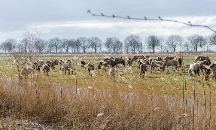 Deze winter bijna 3.000 grote grazers dood in Oostvaardersplassen