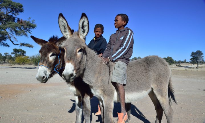 Chinese vraag naar schoonheidsproducten berooft Afrikaan van zijn ezel