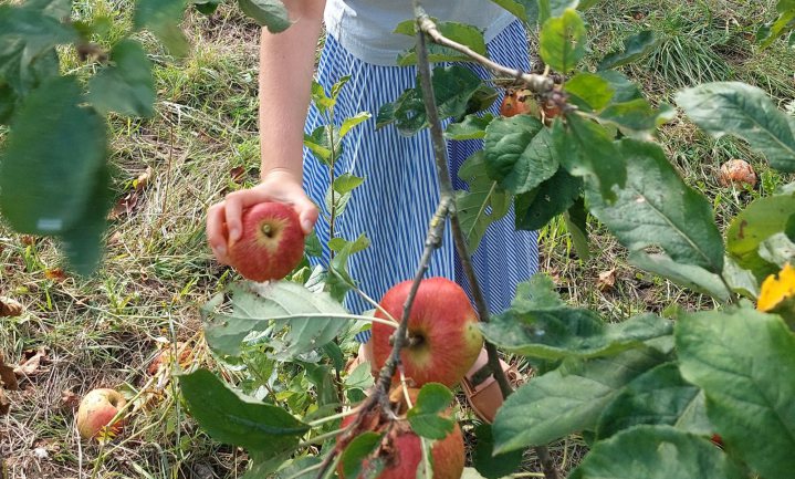 Afgeschreven appels plukken voor voedselbanken