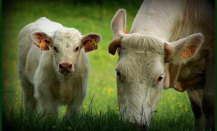Waarom Franse rundvleesboeren abattoirs blokkeren
