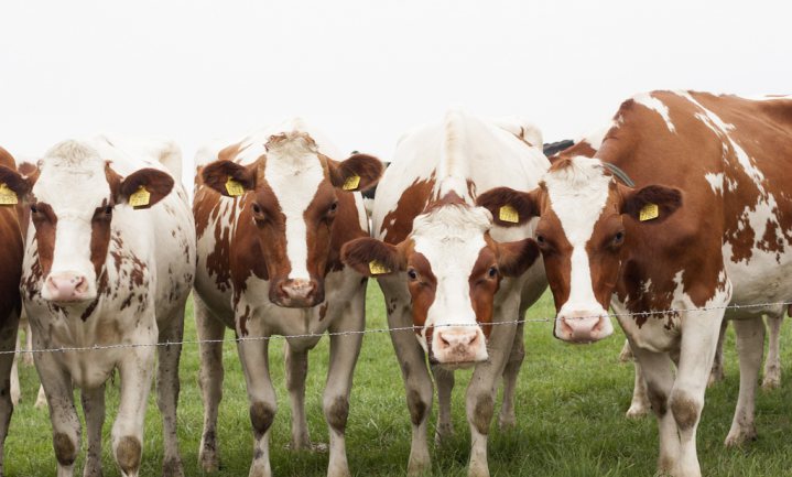 Melkveehouders boeten voor beleidsleemte Den Haag
