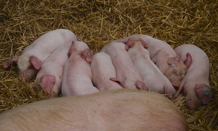Nederlandse varkensboeren bevestigen overaanbod varkens