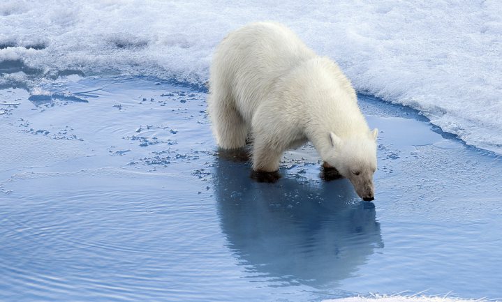 Opwarming aarde: minder ijs, meer regen op Noordpool