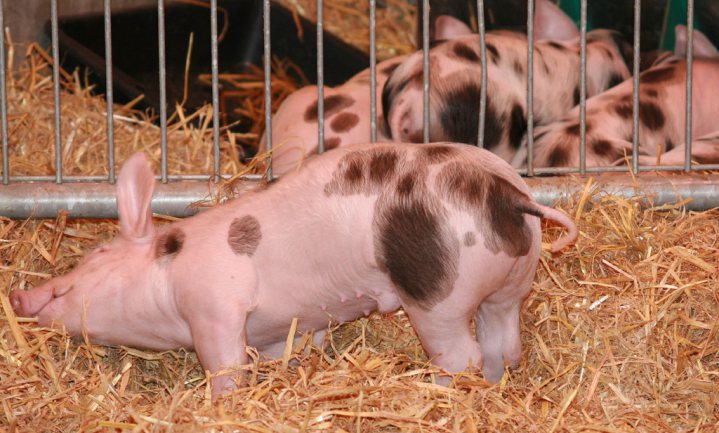 Waarom de varkenscrisis zichzelf moet oplossen
