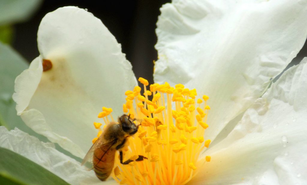 Landbouw niet grootste bron gif bijen