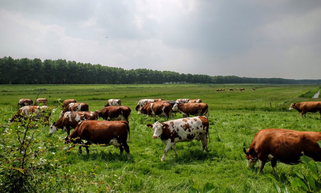 Nee, Nederlandse koeien koelen het klimaat niet af