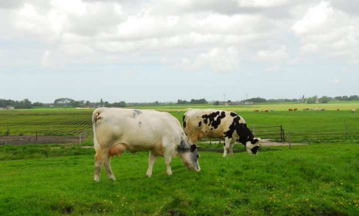 Nederlandse melkboer matigt productie niet