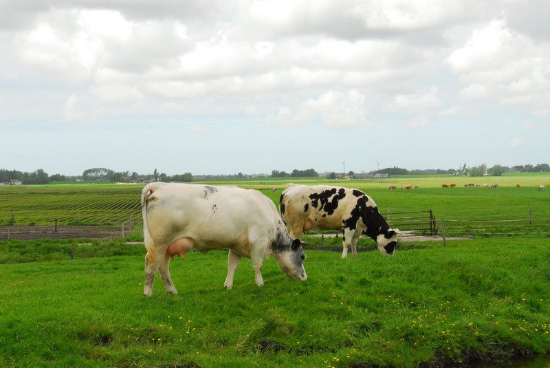 Nederlandse melkboer matigt productie niet