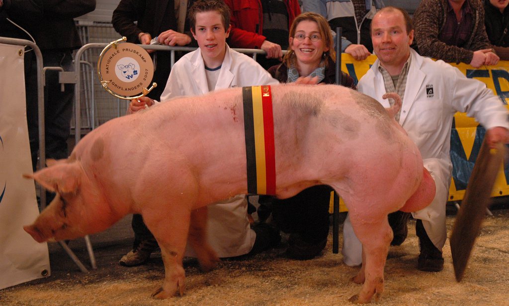 ‘Slachting onder Vlaamse varkensboeren’