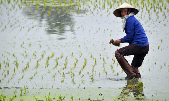 EU rijst bevoordeeld in handelsakkoord met Vietnam