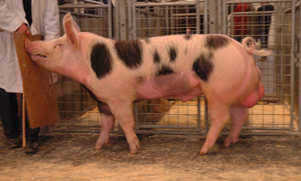 Slachter dwingt varkensboer weer te castreren