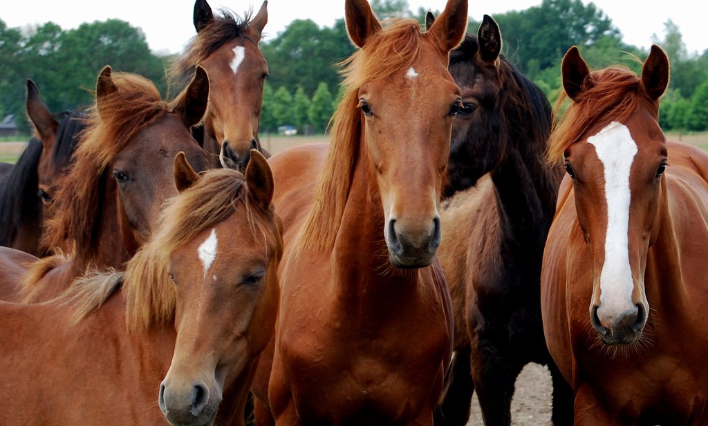 Internationaal politieteam ontdekt nieuwe paardenvleesfraude