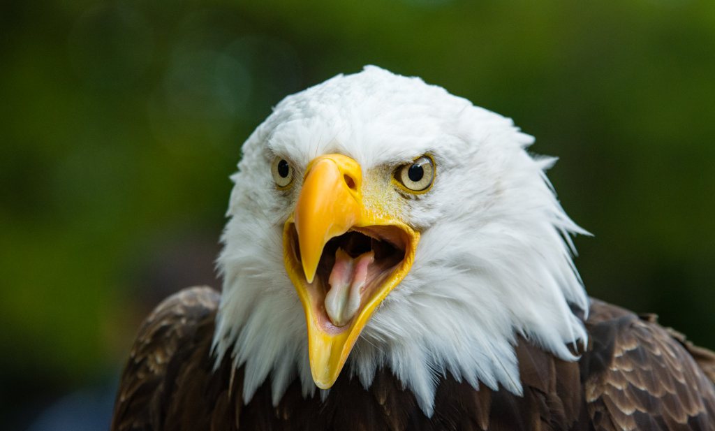 Vogelgriep bedreigt Amerika’s nationale trots