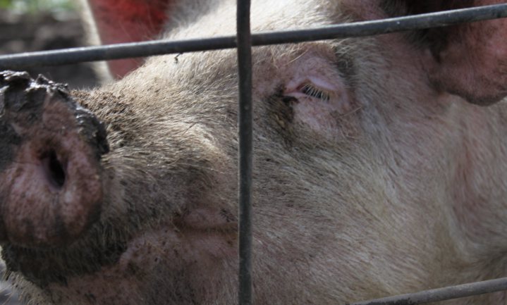 OUP ‘verbiedt’ varkens in kinderboeken uit cultureel respect