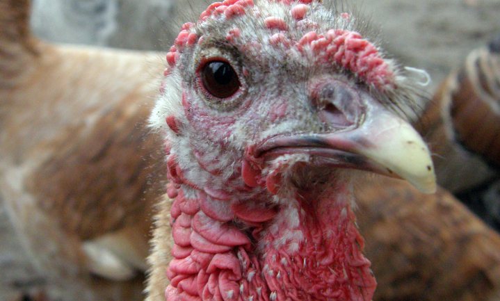 Vogelgriep H5 laat helft kalkoenen op Canadese boerderij doodgaan