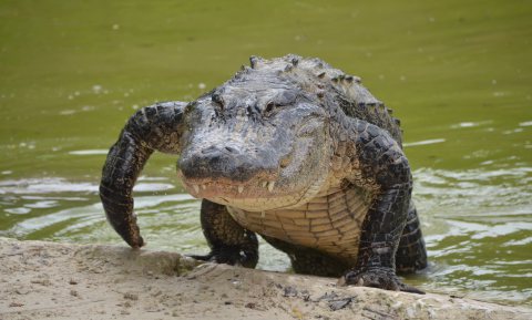Alligator DNA moet meerval resistenter maken