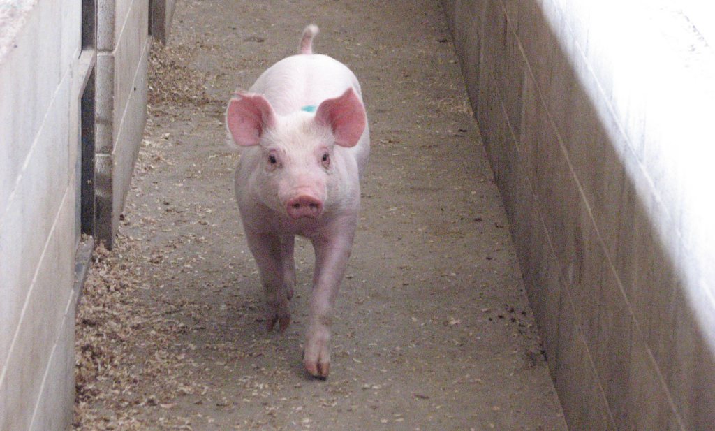 Senator Vos: ‘varkens zijn het gas van Brabant’