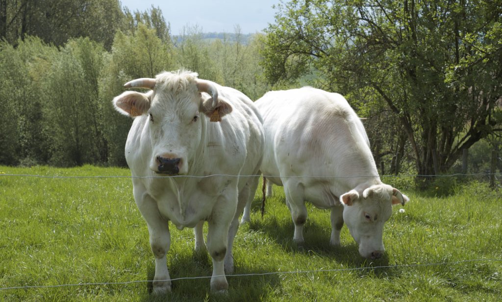 Vlaamse veeboeren bij natuurgebieden krijgen ‘code rood’