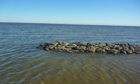 Baggeraars creëren oesterbanken in de Noordzee