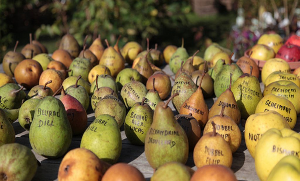 Verkoop peren in België verdubbeld