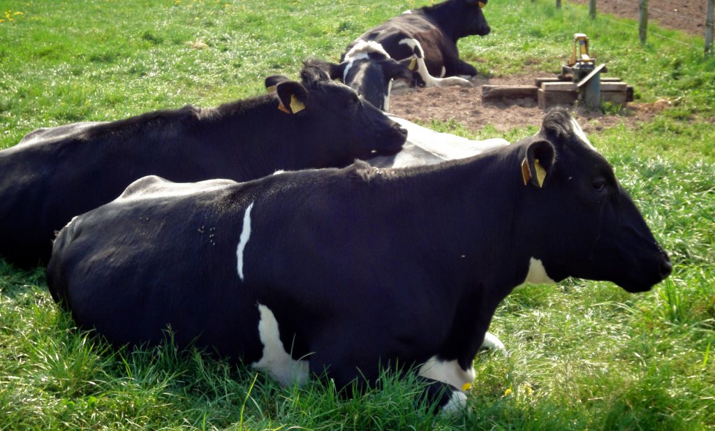 Agractie krijgt primeur: gehate koeienvoermaatregel van tafel, varkenshouderij versneld aan de beurt