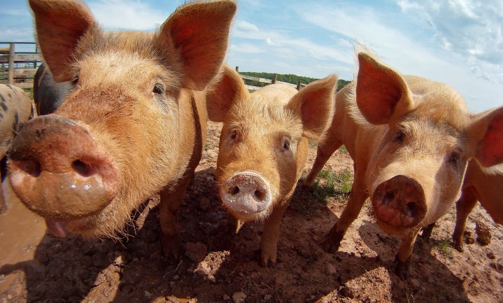 Geen EU-compensatie varkenssector voor Russische boycot