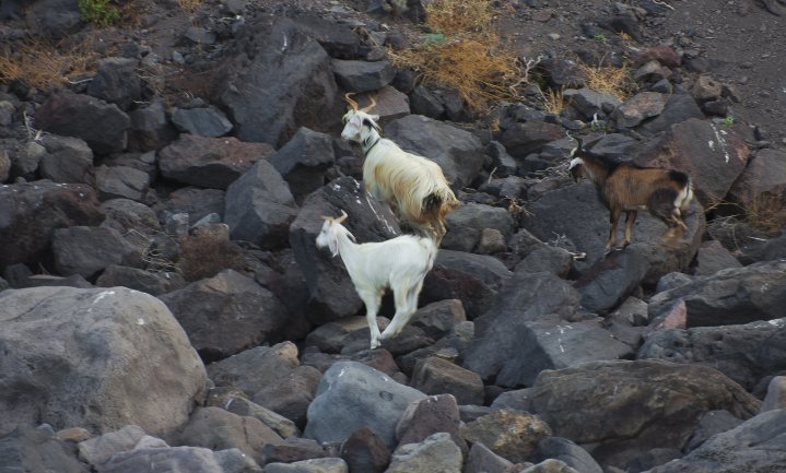 Overbevolkt Italiaans eiland geeft gratis verwilderde geiten weg