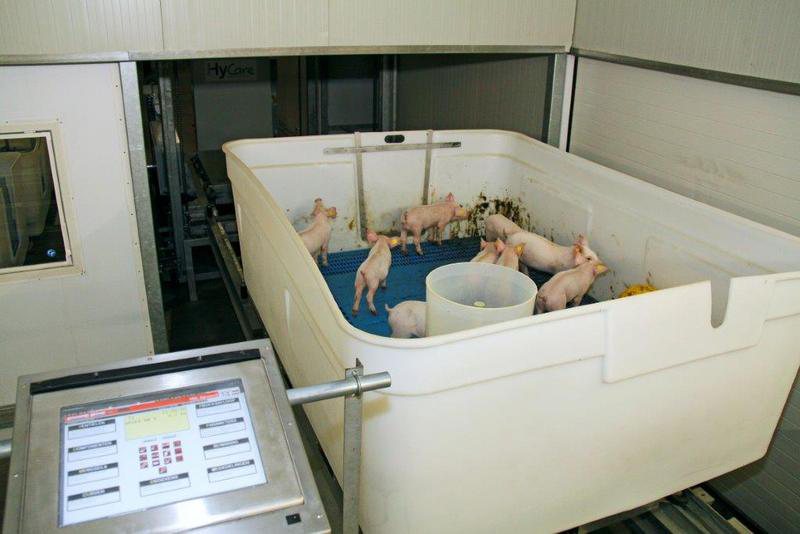 PvdD houdt kabinet bij opening ‘veefabriek’ aan eigen wens